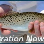 sea trout symposium